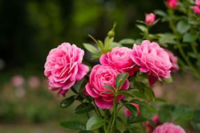 (Foto: iStock)