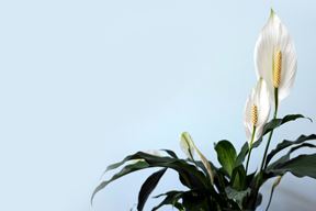 (Unsplash)