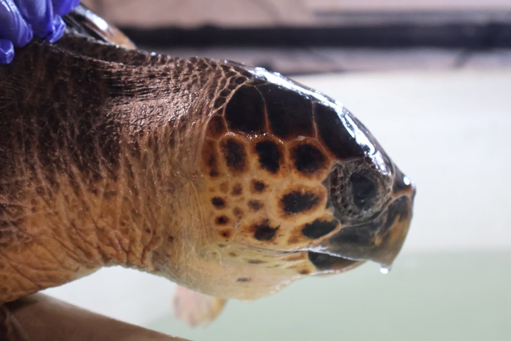 (Foto: Facebook / Aquarium Pula)