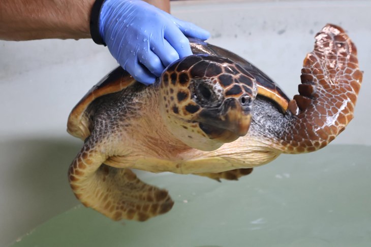 (Foto: Facebook / Aquarium Pula)