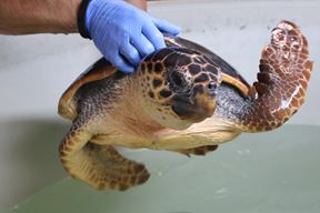 (Foto: Facebook / Aquarium Pula)