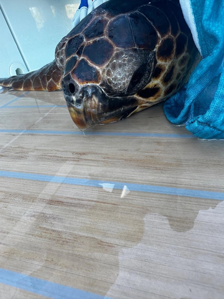 (Foto: Facebook / Aquarium Pula)