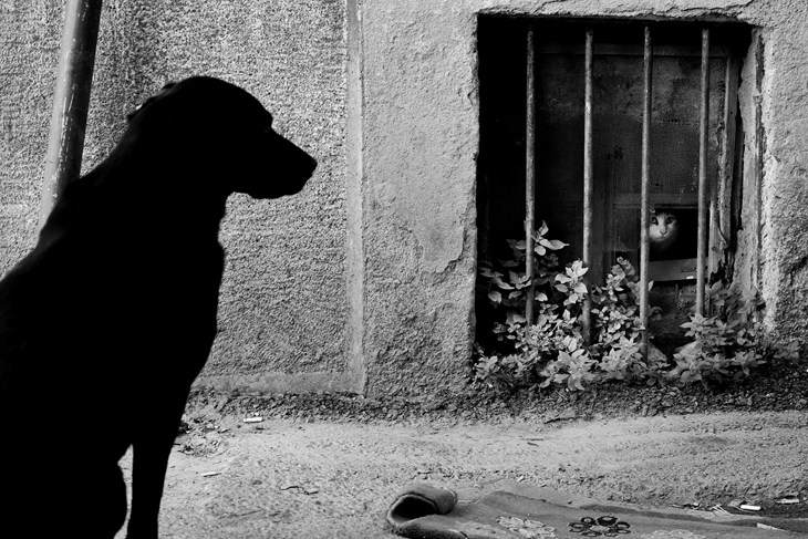 Ilustracija (Pexels)