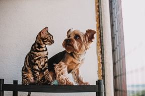 Ilustracija (Pexels)