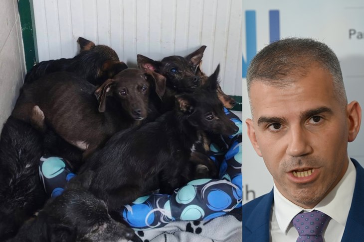 (Prijatelji životinja/Arhiva)
