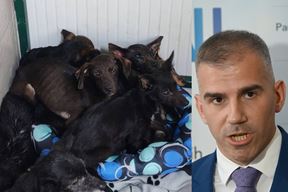(Prijatelji životinja/Arhiva)