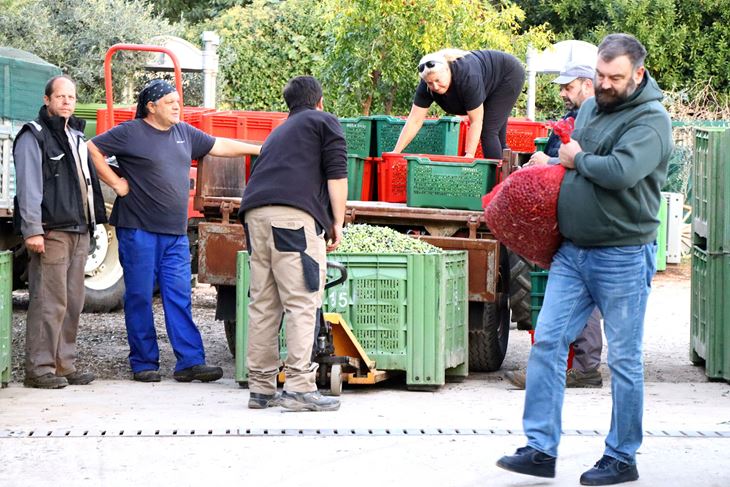 Plodovi zdravi, bez uboda, i u velikim količinama unatoč suši (Snimio Zvjezdan Strahinja)