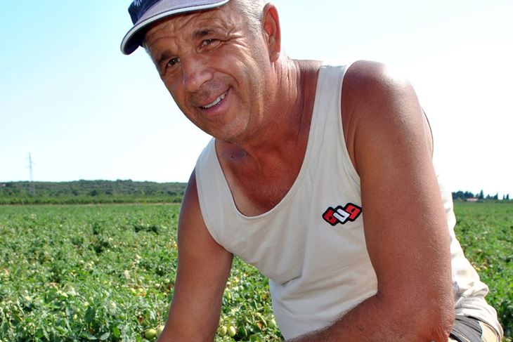 Edo Črnac ima pomidore na području Turnine i San Tome kraj Rovinja