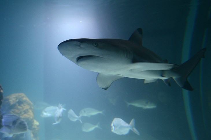 Aquarium (D. ŠTIFANIĆ)