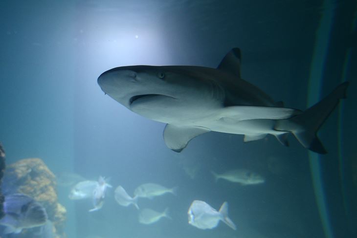 Aquarium (D. ŠTIFANIĆ)