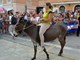 BUMBARSKA FEŠTA -TRKA OD TOVARI; Snimio Danilo MEMEDOVIĆ