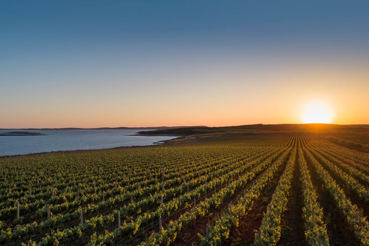 Vinogradi Medee